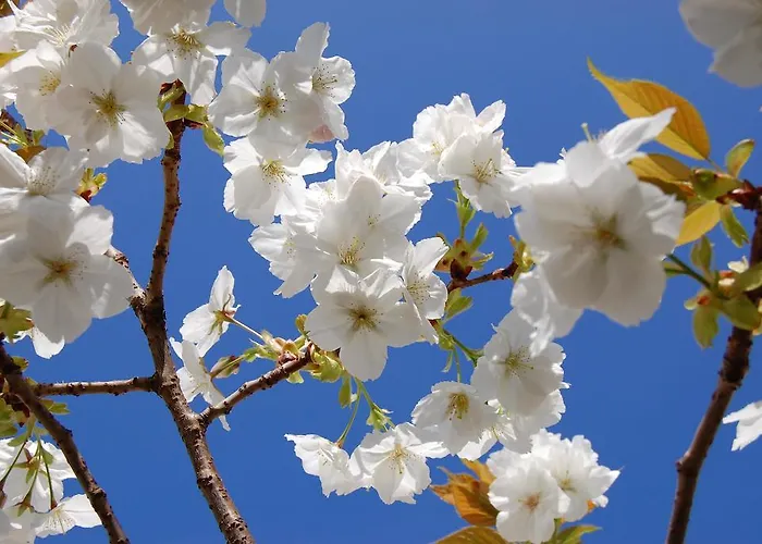 Dom Όσναμπρουκ